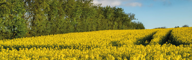 Blomstrende rapsmark