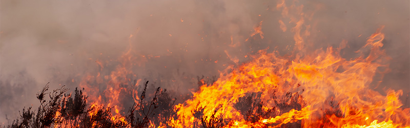 Billede af flammende hedelyng