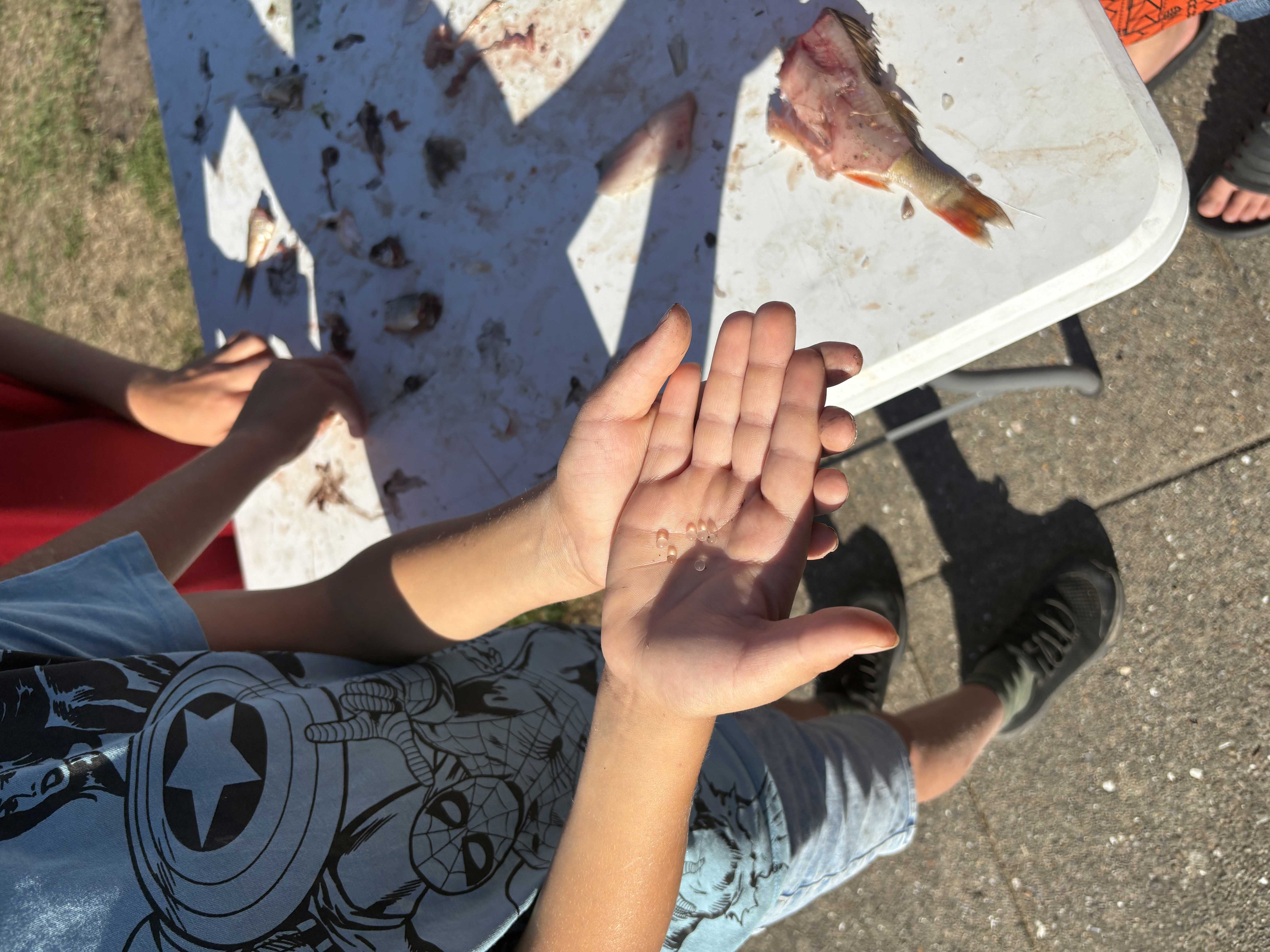 Elever fra Hørby-Dybvad Skole fulgte Frederikshavn Kommunes fiskeundersøgelse af Dybvad Sø på tæt hold