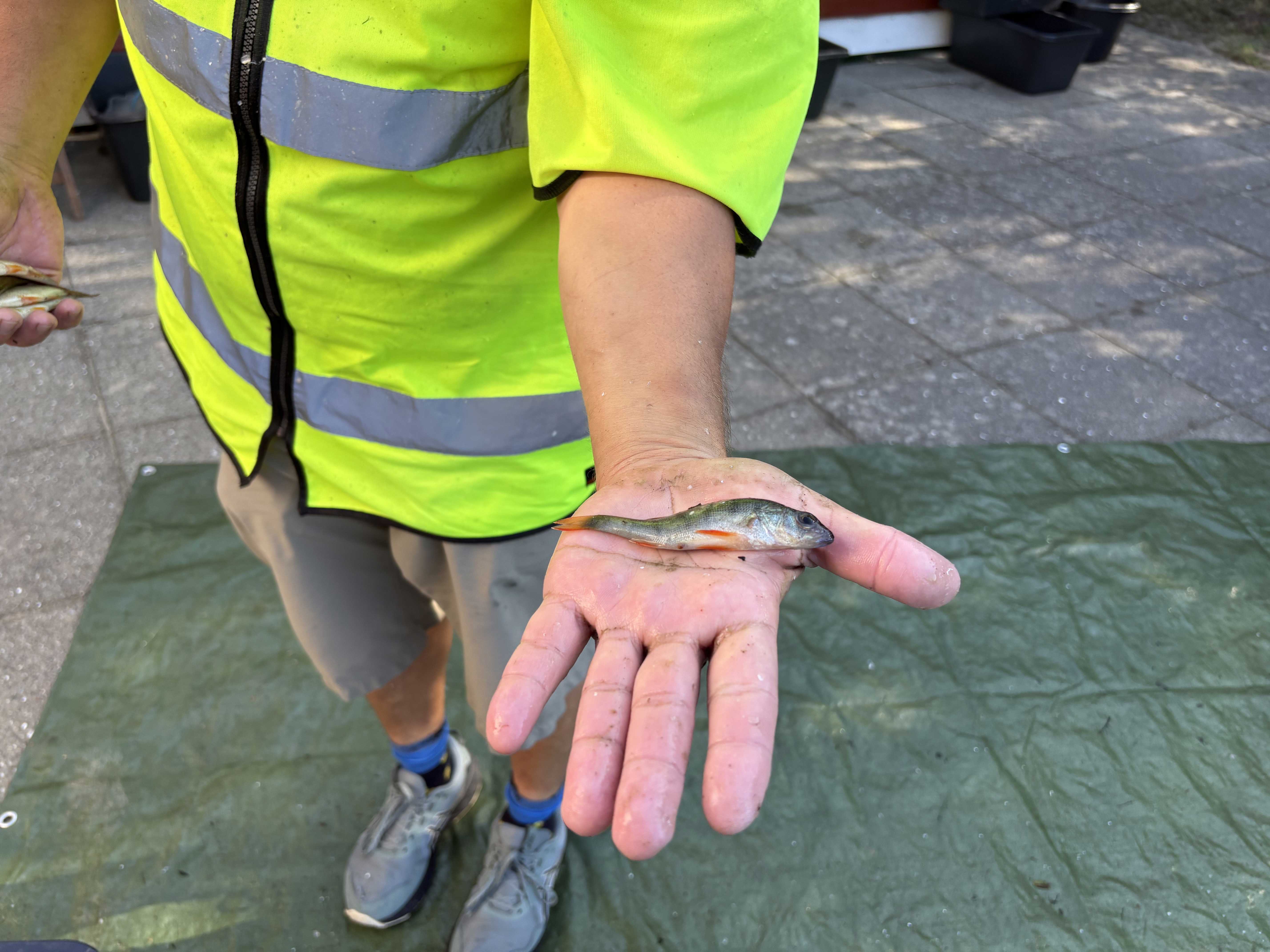 Elever fra Hørby-Dybvad Skole fulgte Frederikshavn Kommunes fiskeundersøgelse af Dybvad Sø på tæt hold