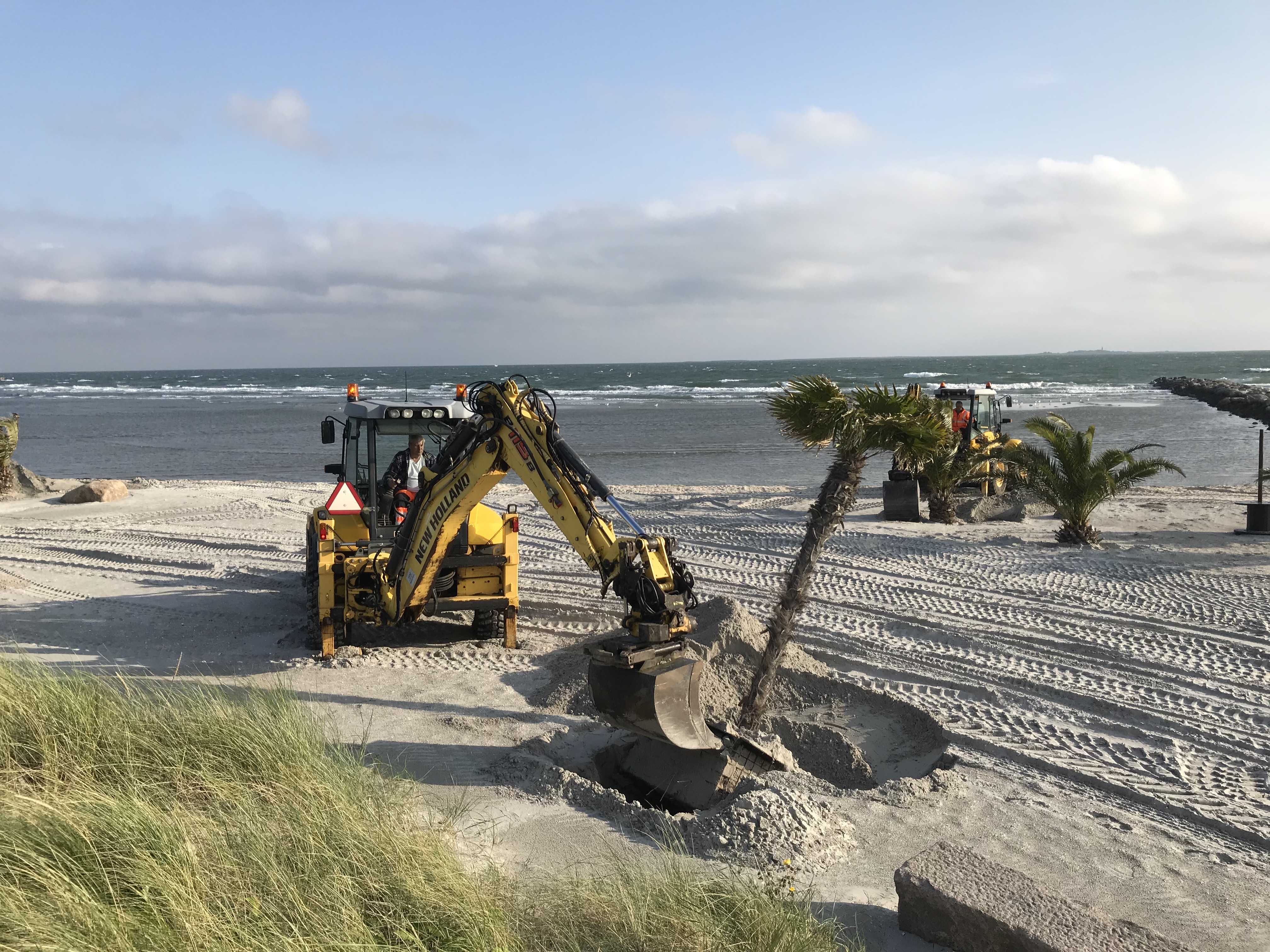 Rendegraver bruges til at plante palmer på stranden 