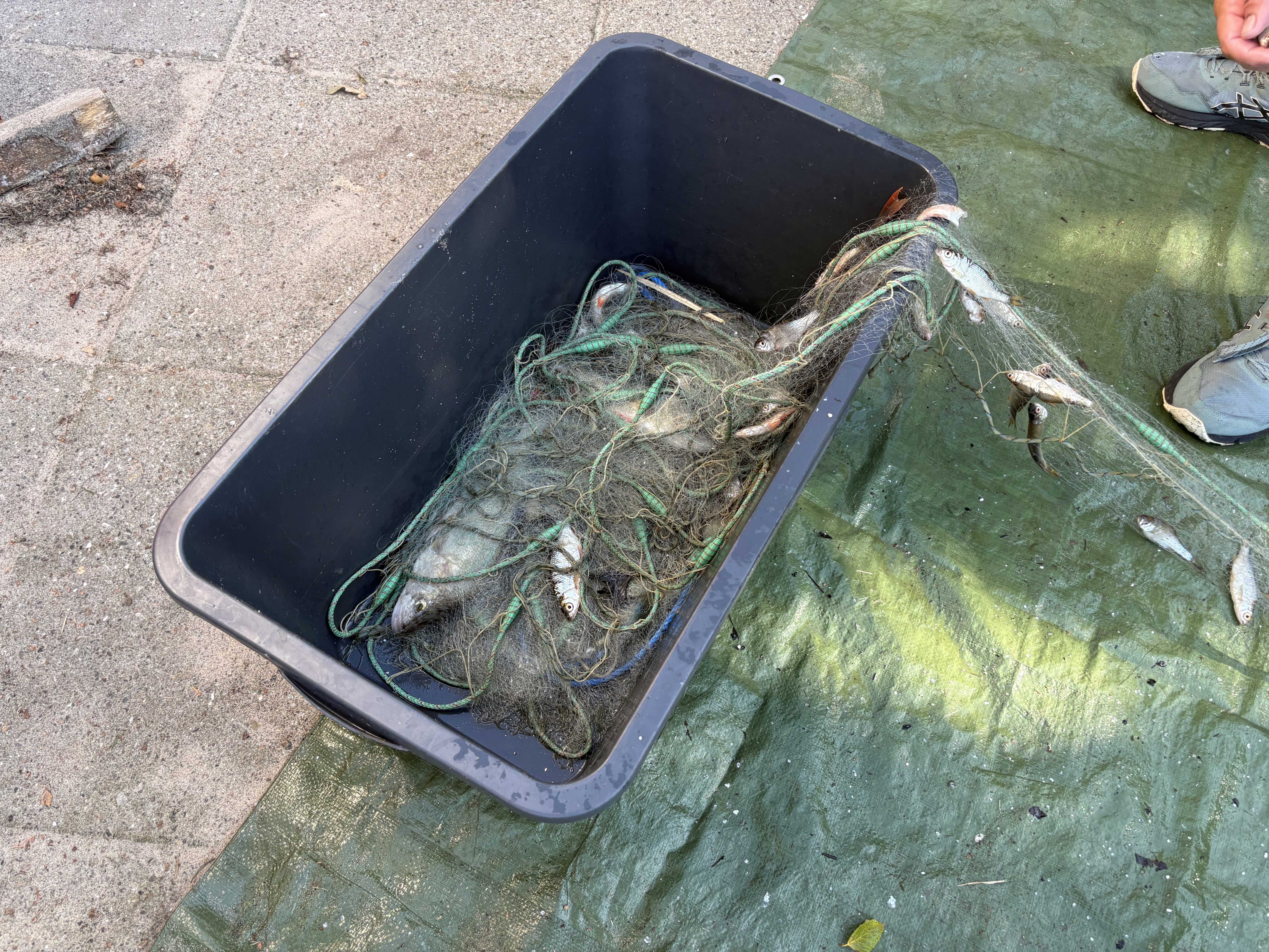 Spand med fiskenet