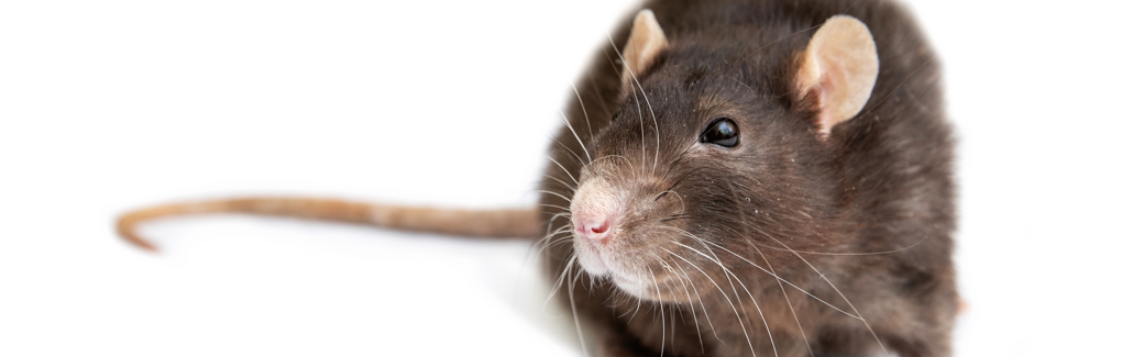 Billede af rotte