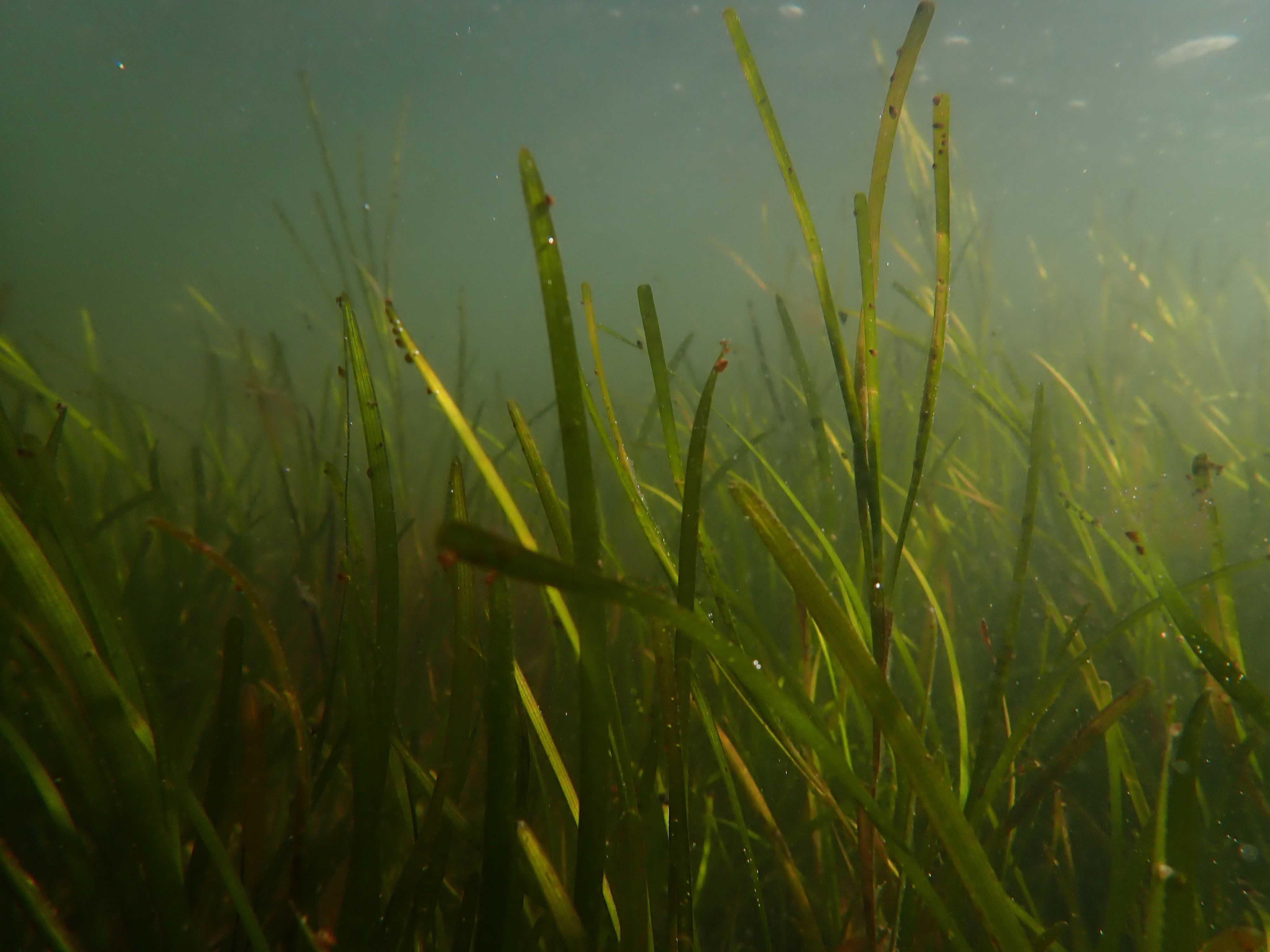 Ålegræs fra havmiljø-projekt ved Voerså.