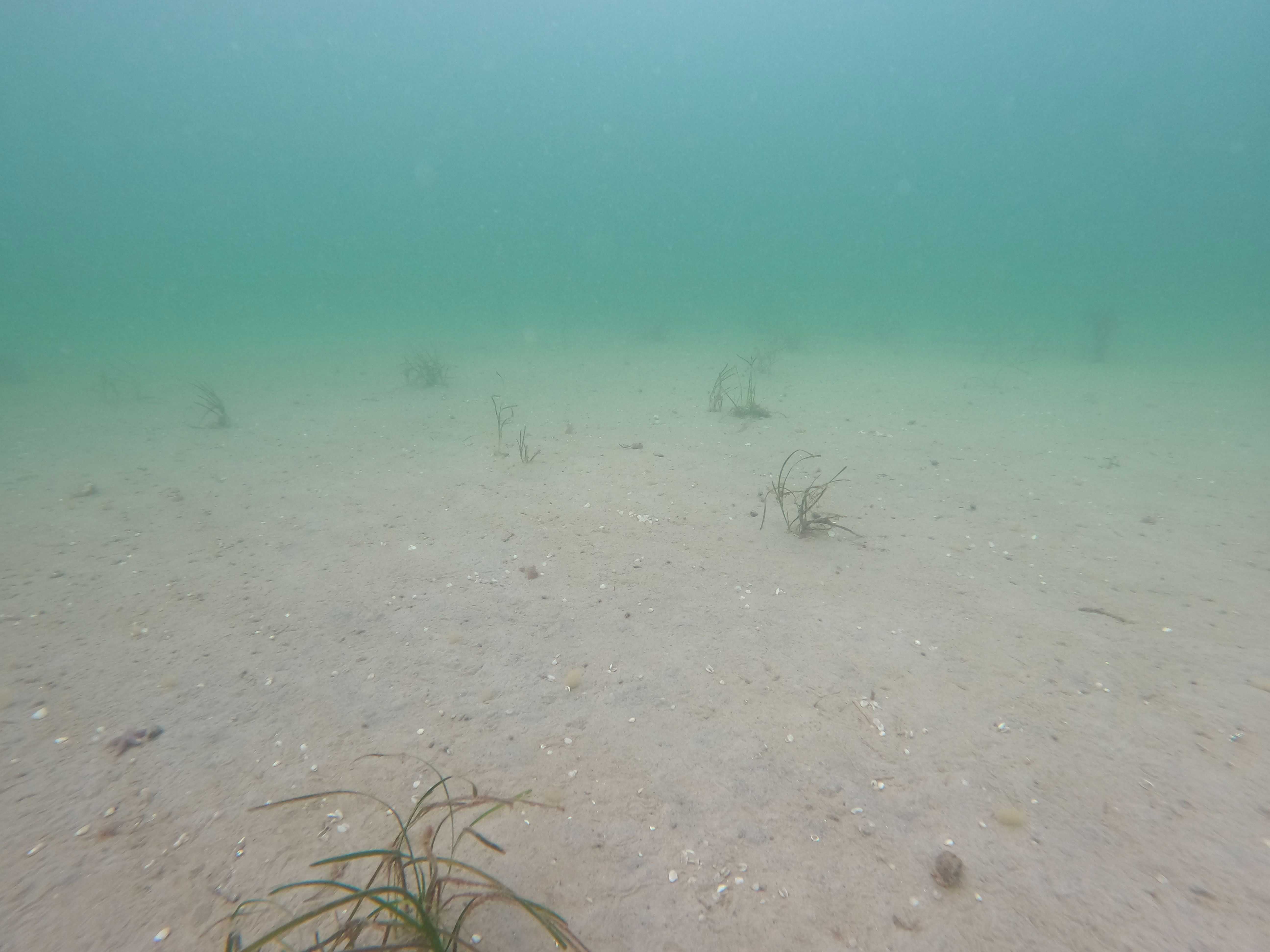 Havbunden ved Voerså før beplantningen af ålegræs.